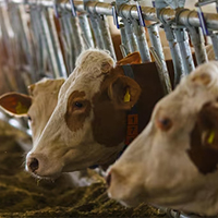 Биопрепараты